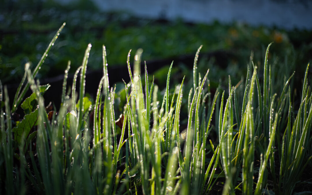 EARTHING/GROUNDING. What this simple, yet powerful health hack can do for you.